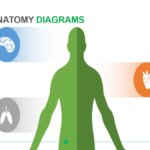 Human Anatomy Diagrams