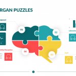 Health Organ Puzzles